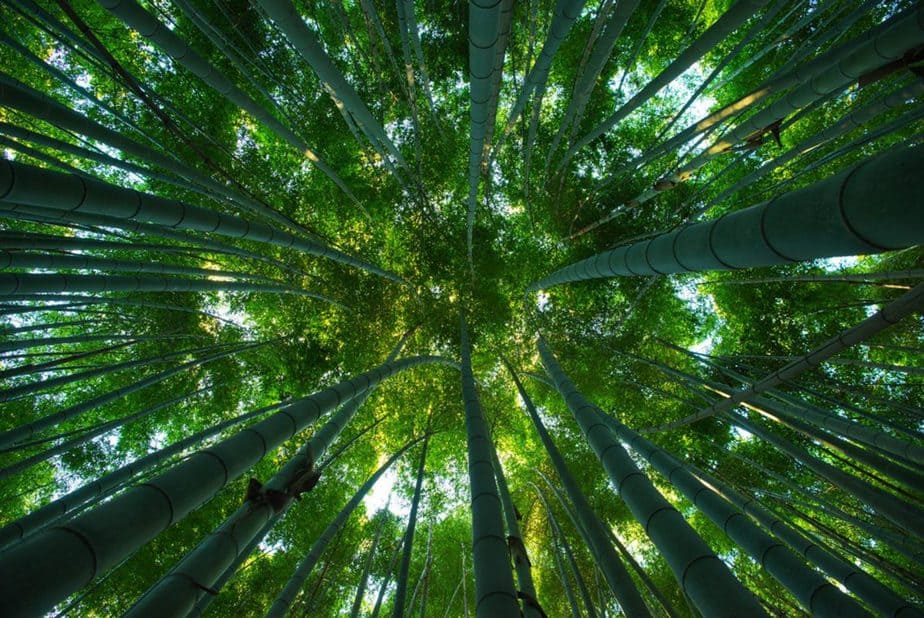 tenryu-ji công-viên-arashiyama