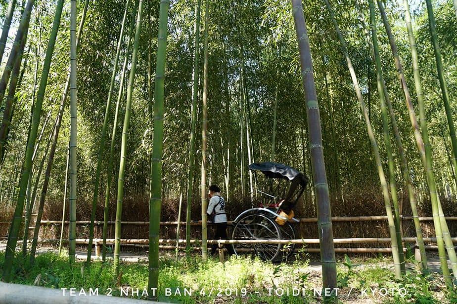 Rừng-tre-arashiyama