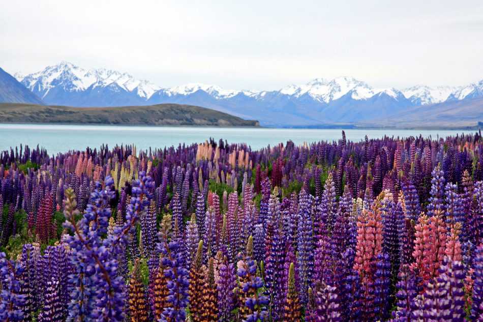 Kinh nghiệm Du lịch New Zealand tự túc - Mới nhất, chi tiết - Toidi.net